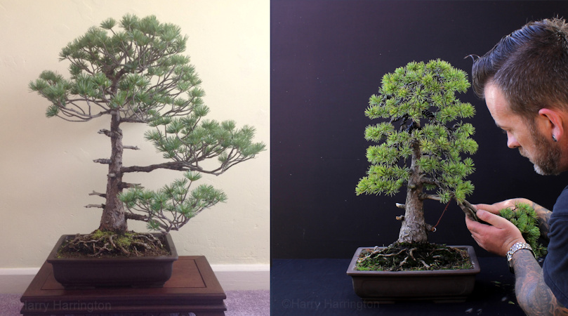 Japanese White Pine bonsai